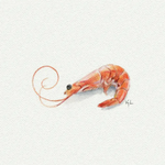 5x5 Art Print: Mini Shrimp