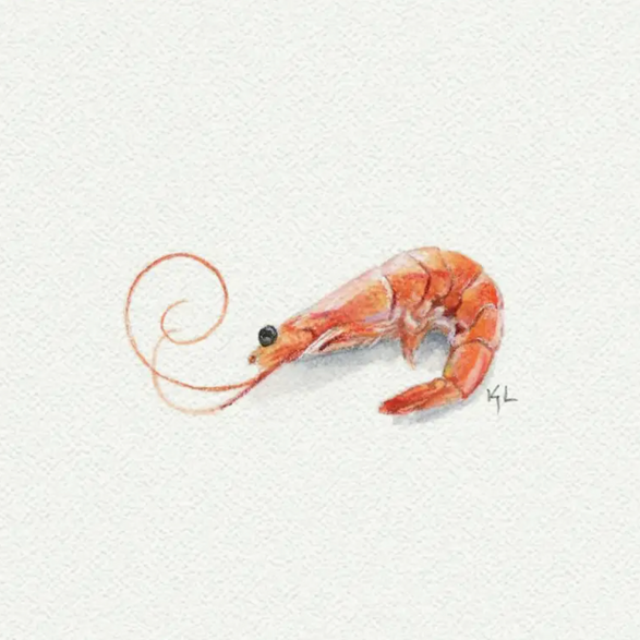 5x5 Art Print: Mini Shrimp
