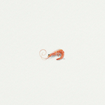 5x5 Art Print: Mini Shrimp