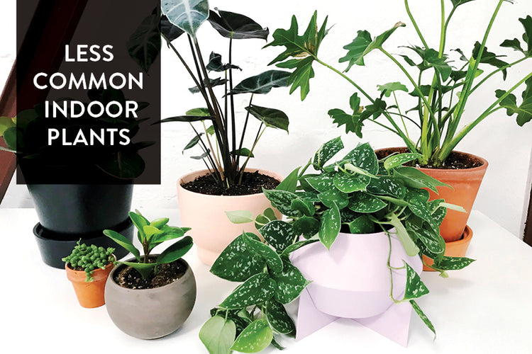 Round Up: Our Favorite Less Common Indoor Plants