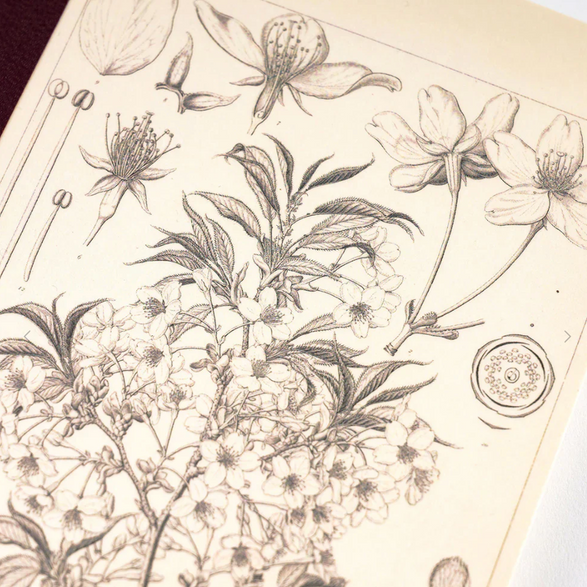 Tomitaro Makino: Hobonichi Graph Notebook (A5) - Yamazakura