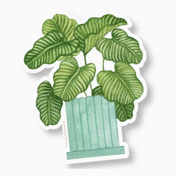 Calathea Orbifolia Sticker